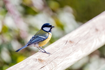 Great Tit (Parus major) in Portmarnock, Dublin, Ireland