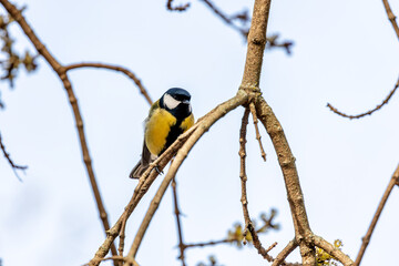 Great Tit (Parus major) in Portmarnock, Dublin, Ireland