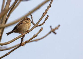 Female House Sparrow (Passer domesticus) in Wicklow, Ireland