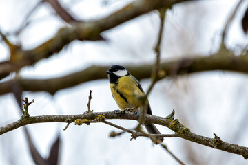 Naklejka premium Great Tit (Parus major) in Portmarnock, Dublin, Ireland