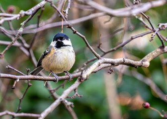 Coal Tit (Periparus ater) in Hyde Park, London