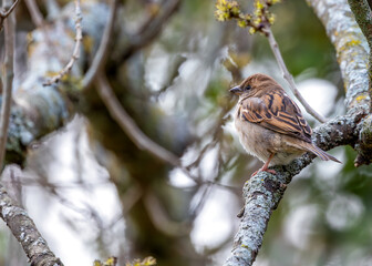Female House Sparrow (Passer domesticus) in Wicklow, Ireland
