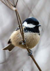 Coal Tit (Periparus ater) in Hyde Park, London