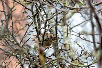Female House Sparrow (Passer domesticus) in Wicklow, Ireland