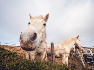 Two funny looking white horses by a metal wire fence in a field, hill and blue cloudy sky in the...