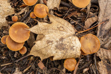 mushrooms and leaves in the forest