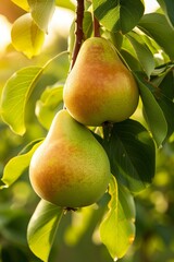 Three Pears Hanging From a Tree With Leaves