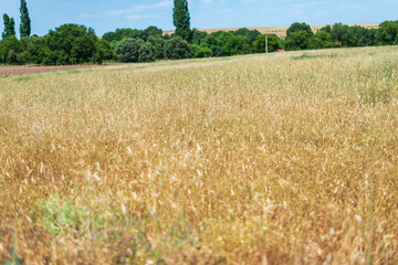cereales altos en verano