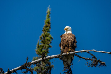 嘴に血をつけ次の獲物を探すハクトウワシ