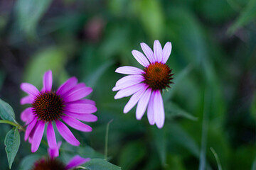 Fototapeta premium flor morada preciosa