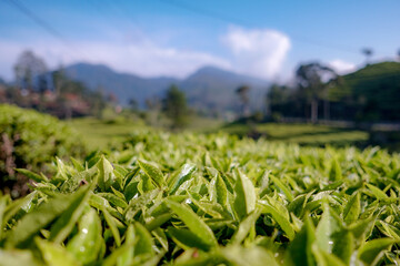 Green tea bud and fresh leaves. Tea plantations in Ciwidey, Jawa Barat, Indonesia