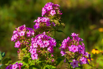 Beautiful blooming flowers. Spring and summer garden