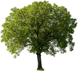 Grosser Freistehender Nussbaum mit grünen Blättern im Frühsommer