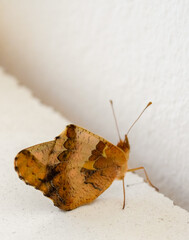 primer plano de la mariposa Euptoieta Claudia