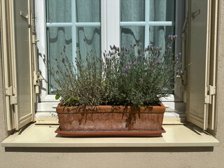 Window with flowers. Lavender in a ceramic pot on a windowsill in France