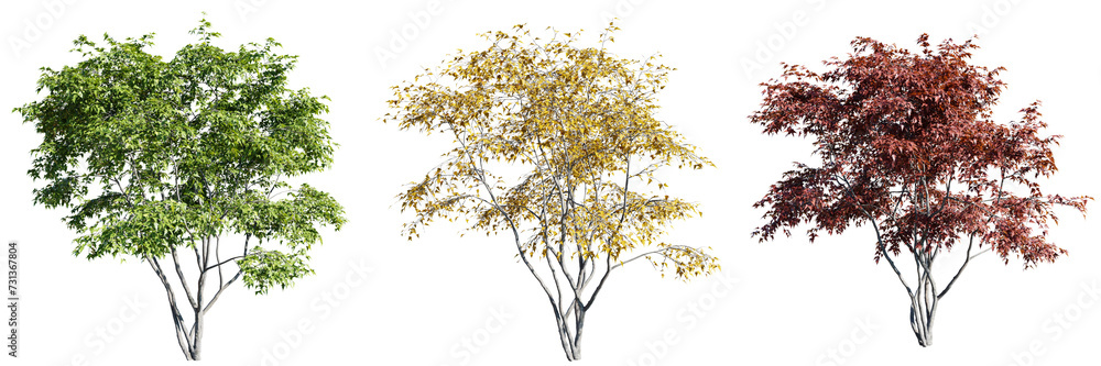 Poster acer ginnala tree isolate transparent background.3d rendering png