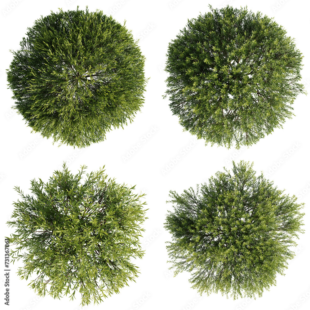 Poster top view tree,salix purpurea nana tree isolate transparent background.3d rendering png