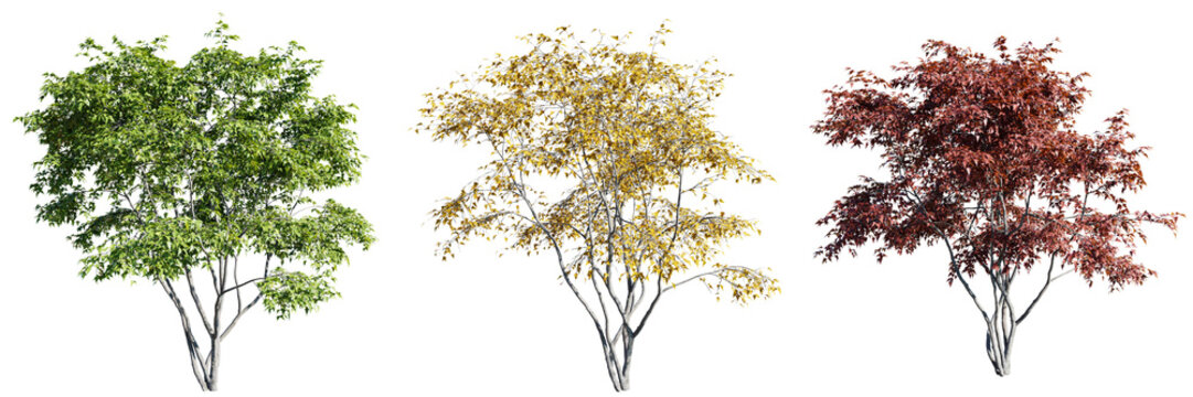 Acer ginnala tree isolate transparent background.3d rendering PNG