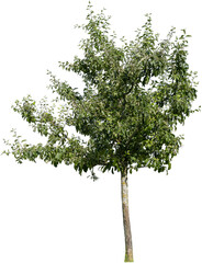 Junger Apfelbaum im Sommer