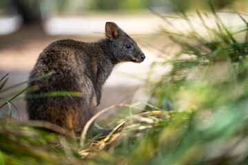 Beautiful pademelon and wallaby in the Australian bush, in the blue mountains, nsw. Australian wildlife in a national park in Australia.