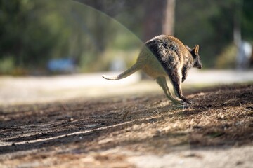 Beautiful pademelon and wallaby in the Australian bush, in the blue mountains, nsw. Australian wildlife in a national park in Australia.