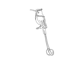 Bird Line Art Drawing