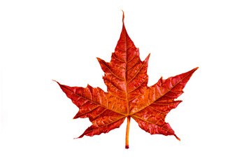 red maple leaf on white background