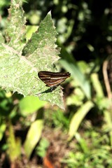 A butterfly in nature