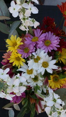 Cineraria, ramo de flores