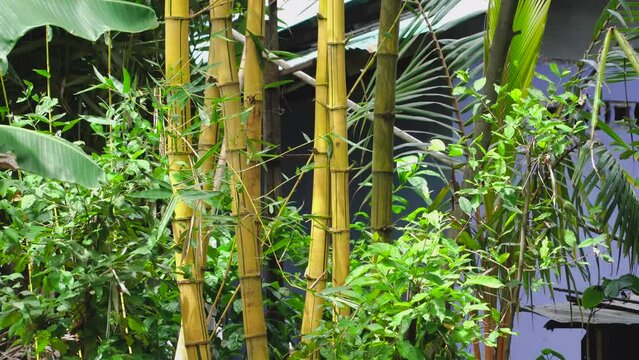 several yellow bamboo plants that grow well