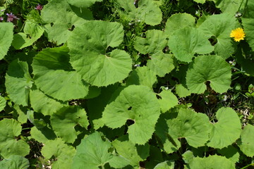 自生しているフキ