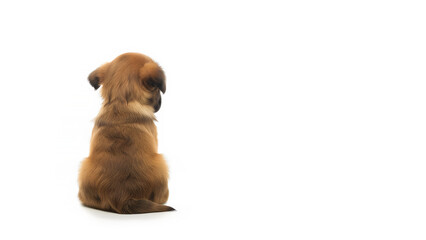 View from the back of a sitting dog on a white background