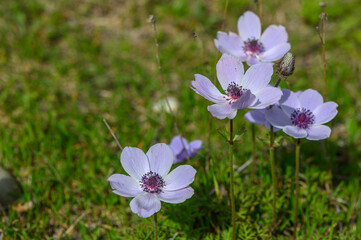 beautiful anemone flowers in the mountains in winter in Northern Cyprus 13