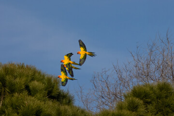 group of parakeets flying together, with beautiful colors in their feathers