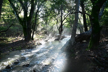 river in the forest