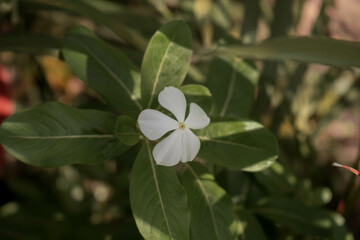 Catharanthus roseus flor blanca 