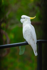 Cockatoo parrot sitting on a black hand rail. Big white and yellow cockatoo with nature green...