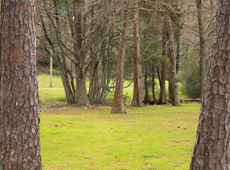 Trees Framed by Trees