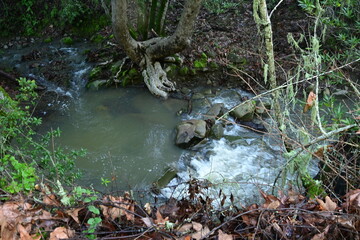 stream in the forest