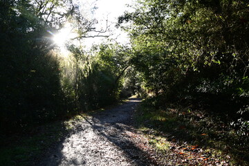 Obraz premium morning in the forest