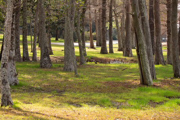 In the mist of Trees