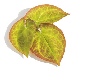Fototapeta premium On a white isolated background, fresh leaves of the Horny Goat Weed flower, or Epimedium, of beautiful shape and pattern.