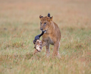 Young Lion w Wildebeest Skull