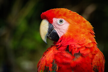 close up of a red macaw 