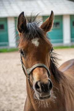 młody koń arabski, young Arabian horse