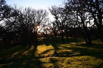 Obraz premium sunset in the forest