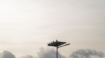 many birds perch on lamp posts in the afternoon