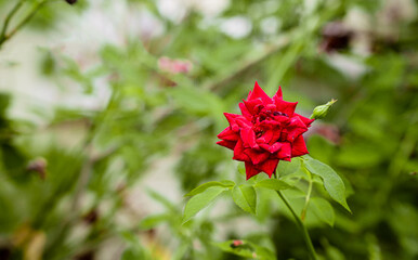 Fototapeta na wymiar copy space photo of beautiful red roses in the garden