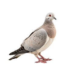 Dove, bird on transparent background.