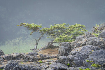 Beard's Hollow Bonzai